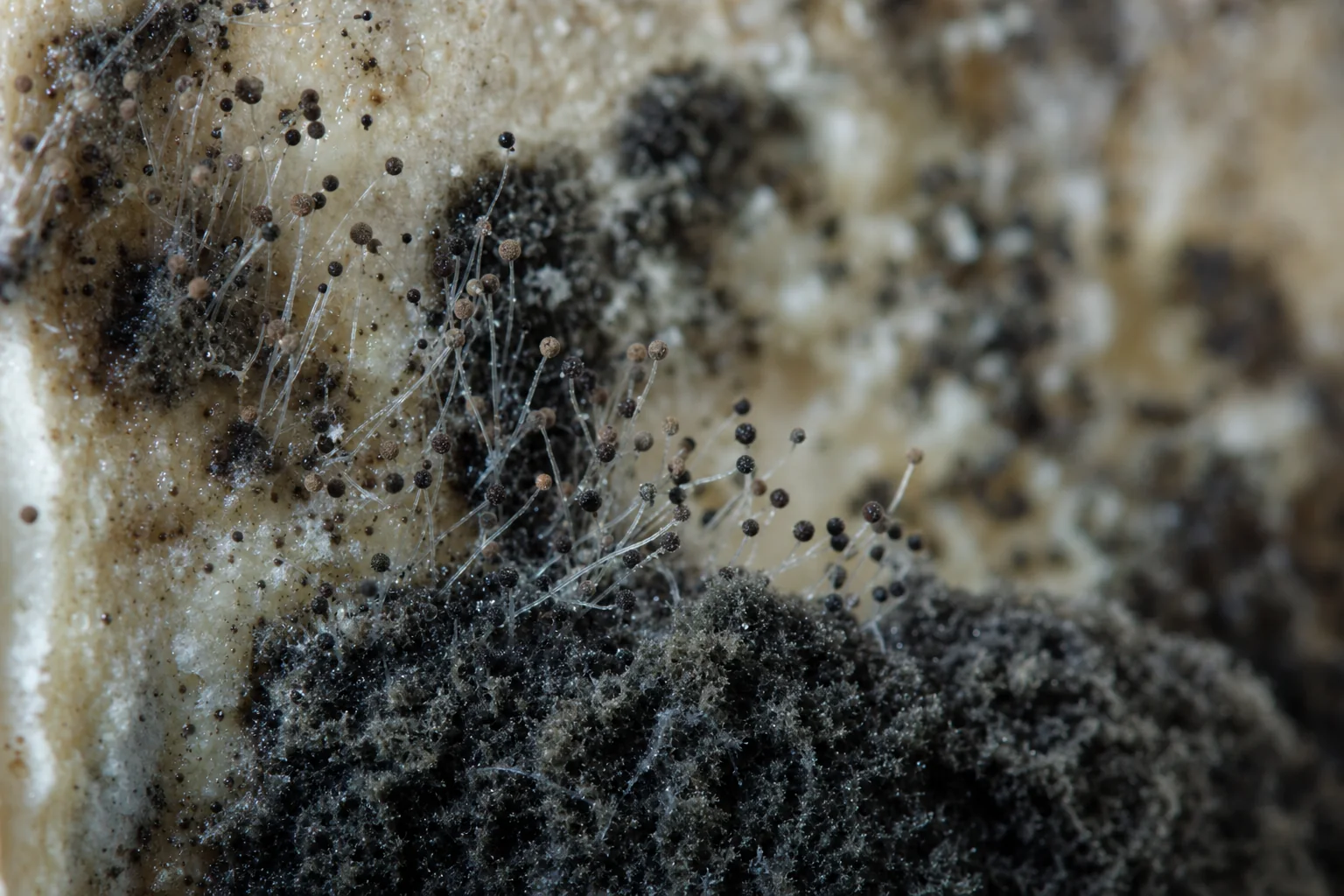 Hero what is mold northern va | AZA Restoration Northern Virginia